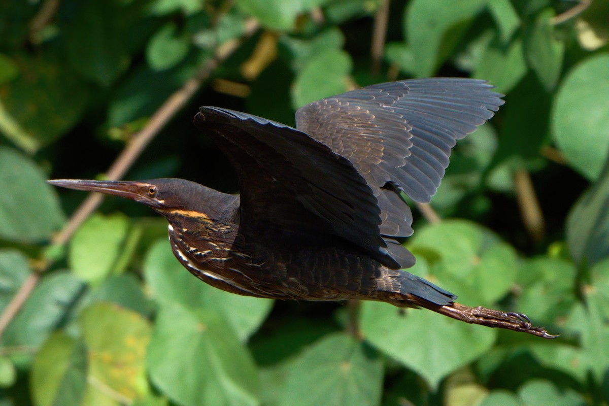 Black Bittern - ML645710697