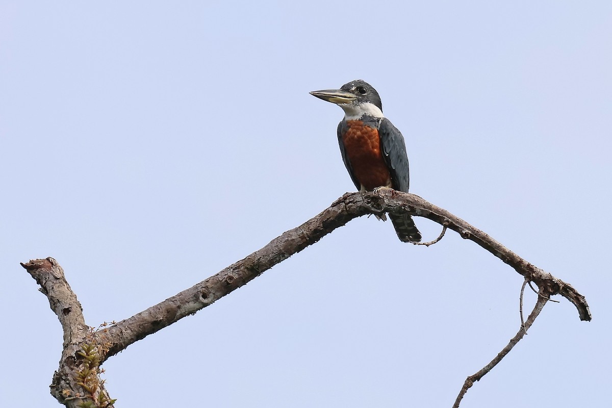 Ringed Kingfisher - ML645710698