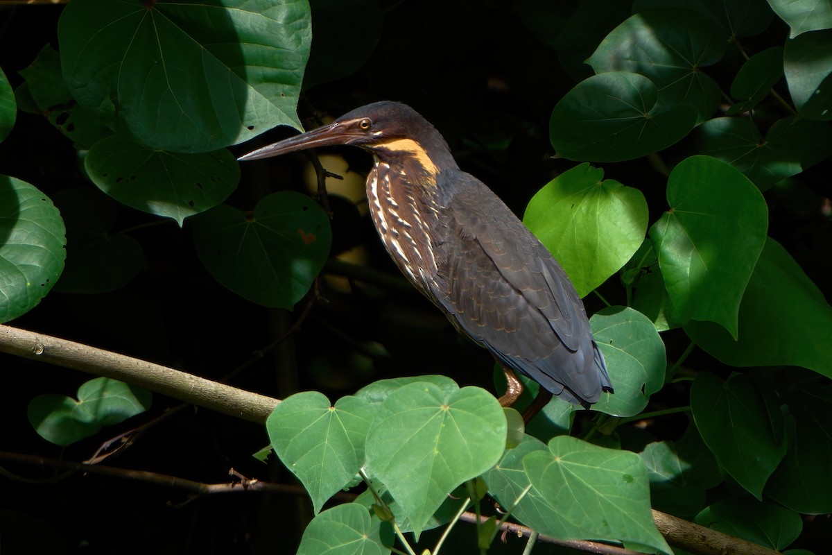 Black Bittern - ML645710699