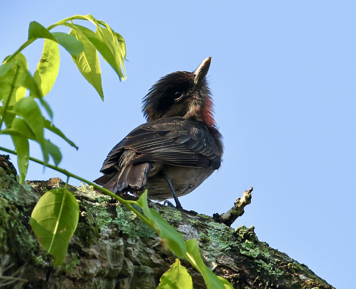 Rose-throated Becard - ML645710701