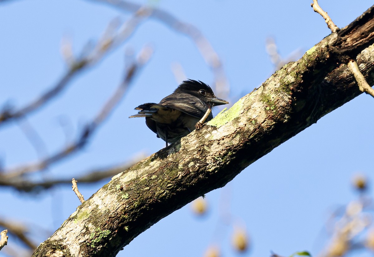 Rose-throated Becard - ML645710702