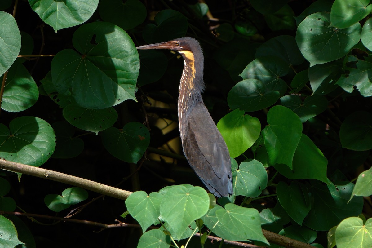 Black Bittern - ML645710703