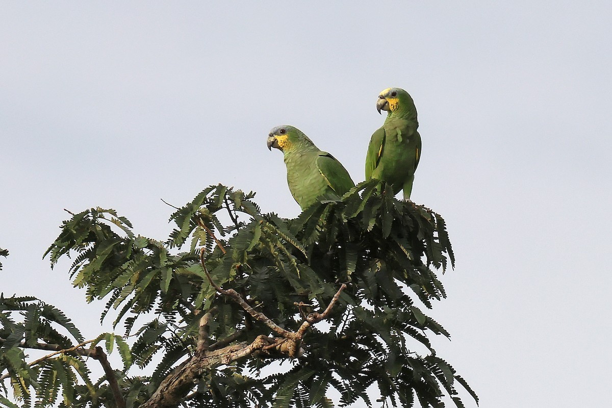 Orange-winged Amazon - ML645710704