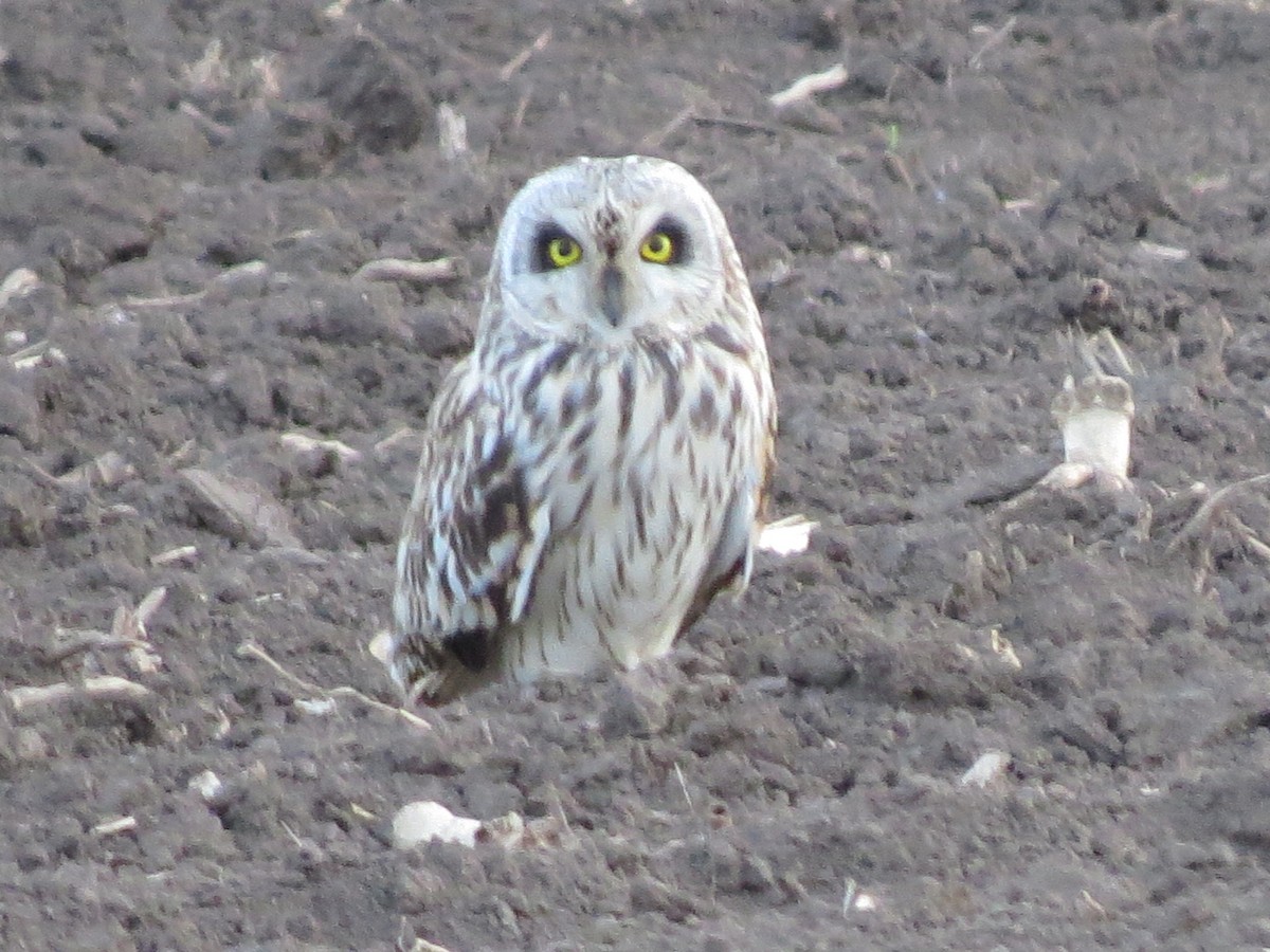 Short-eared Owl - ML645710705