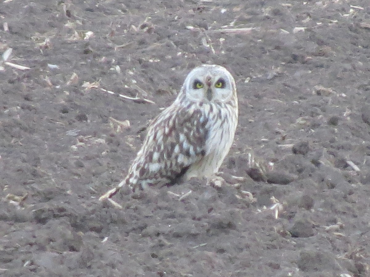 Short-eared Owl - ML645710706