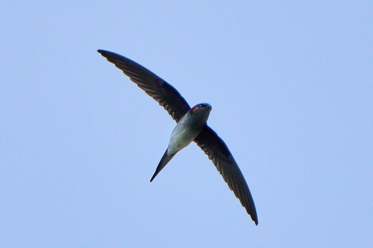 Gray-rumped Treeswift - ML645710707