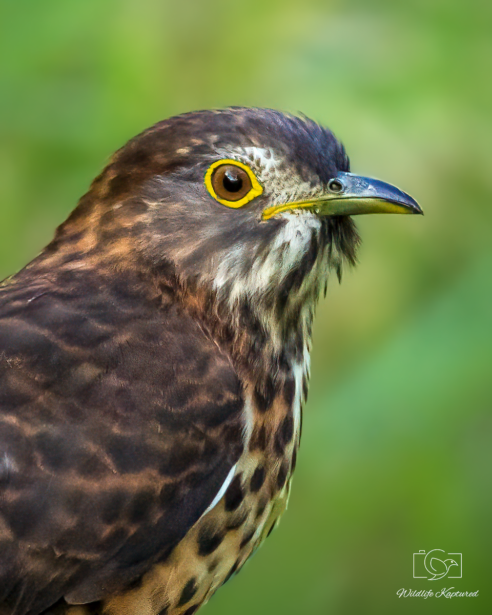 Large Hawk-Cuckoo - ML645710708