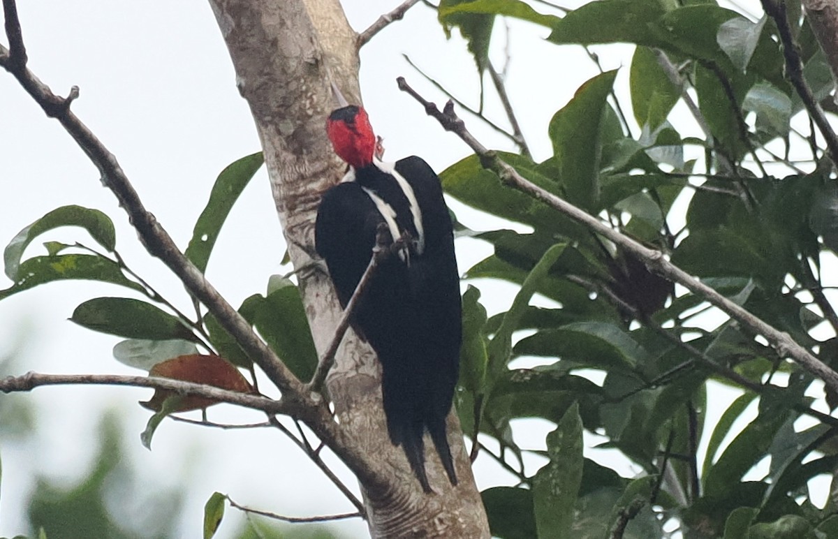 Crimson-crested Woodpecker - ML645710709