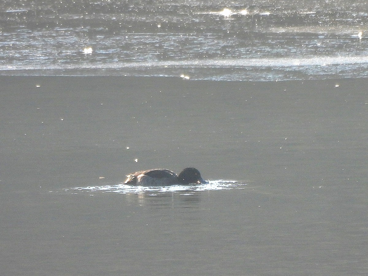 Tufted Duck - ML645710710