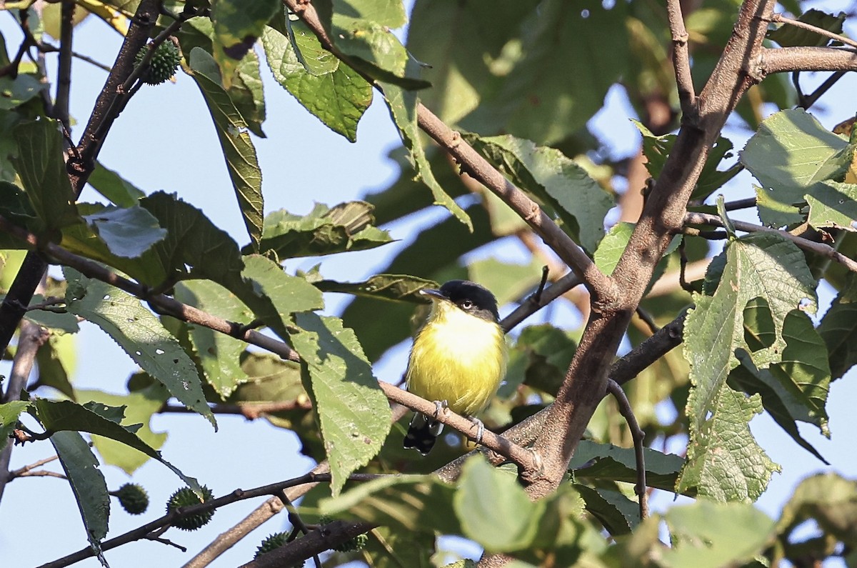 Common Tody-Flycatcher - ML645710711