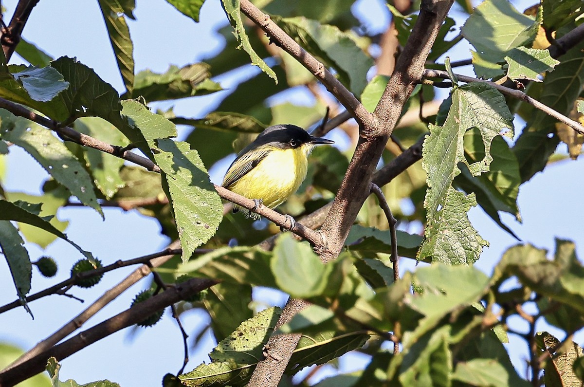 Common Tody-Flycatcher - ML645710712