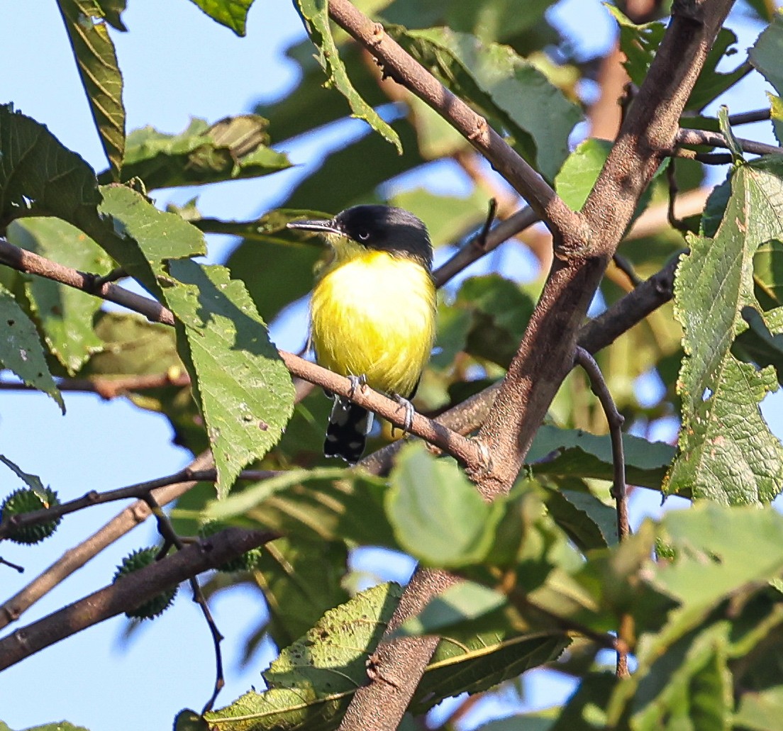 Common Tody-Flycatcher - ML645710713