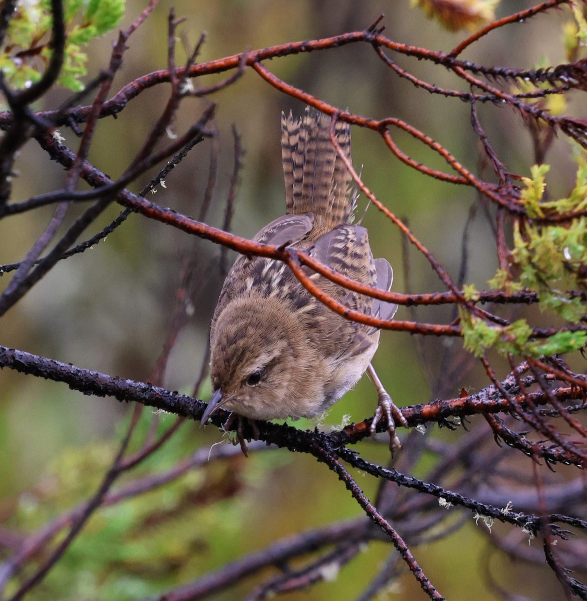 Grass Wren - ML645710714