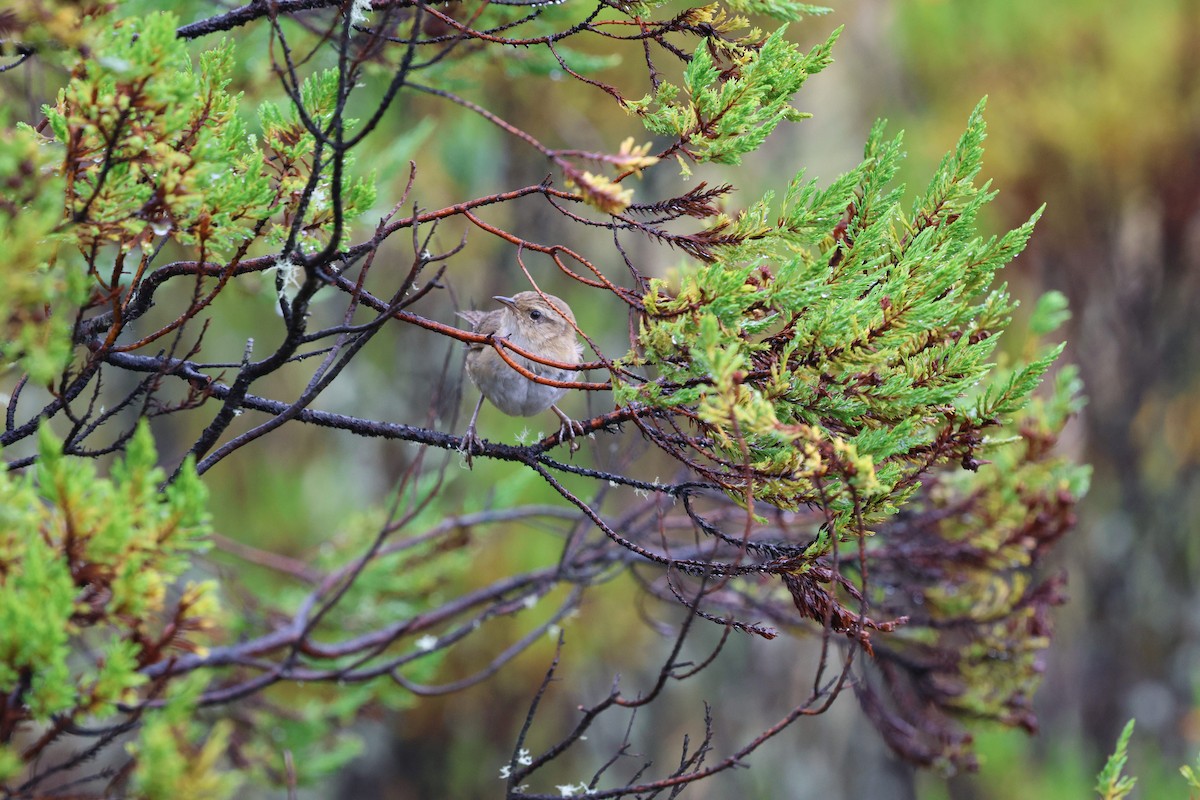 Grass Wren - ML645710715