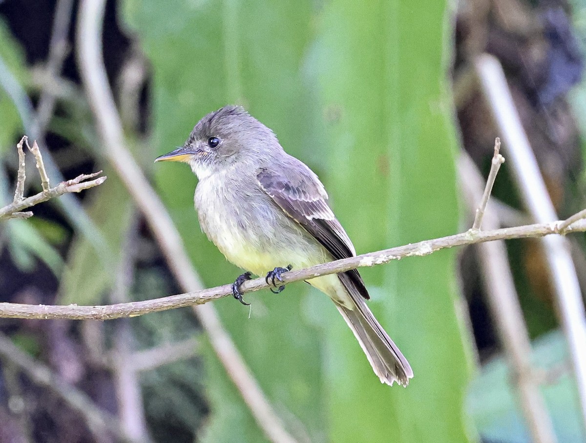 Northern Tropical Pewee - ML645710716