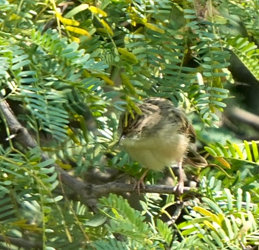 Обыкновенный сверчок - ML645710717