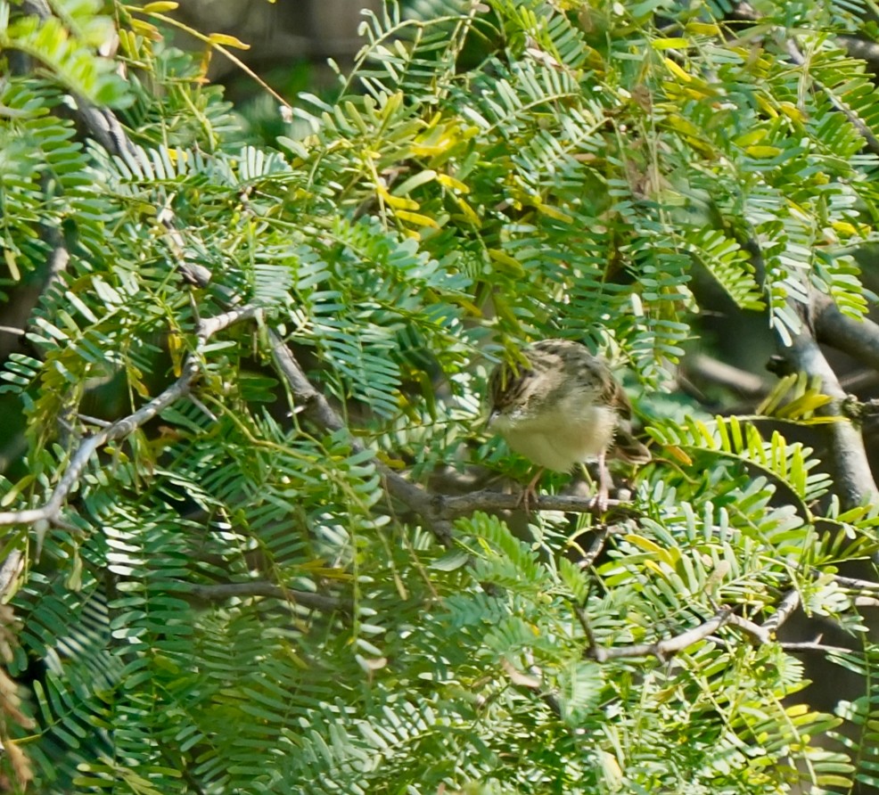 Обыкновенный сверчок - ML645710718