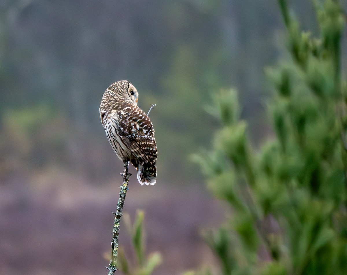 Barred Owl - ML645710725