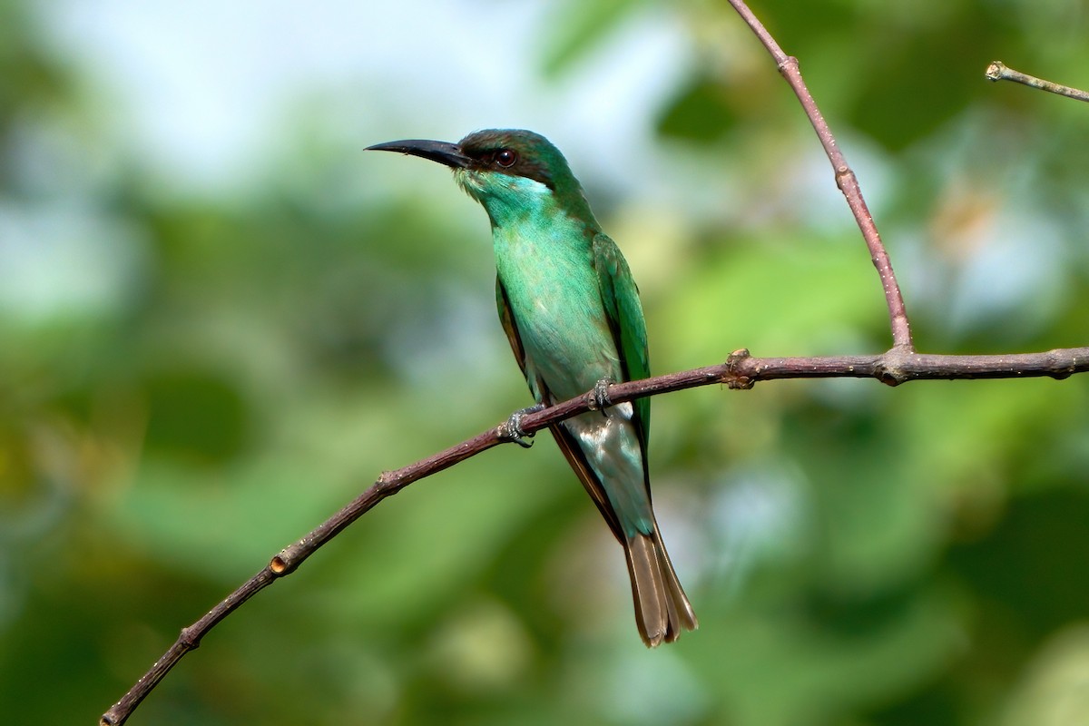 Blue-throated Bee-eater - ML645710732