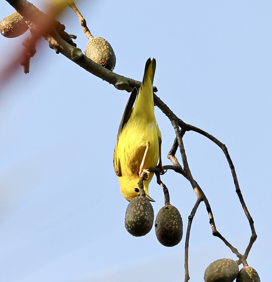 Northern Yellow Warbler - ML645710746
