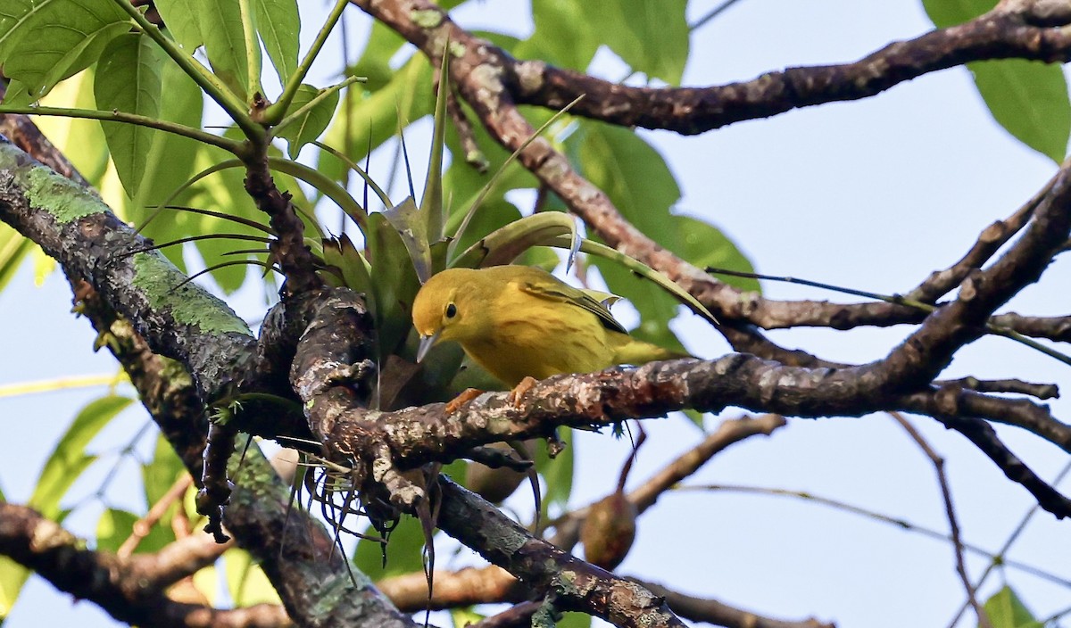 Northern Yellow Warbler - ML645710747