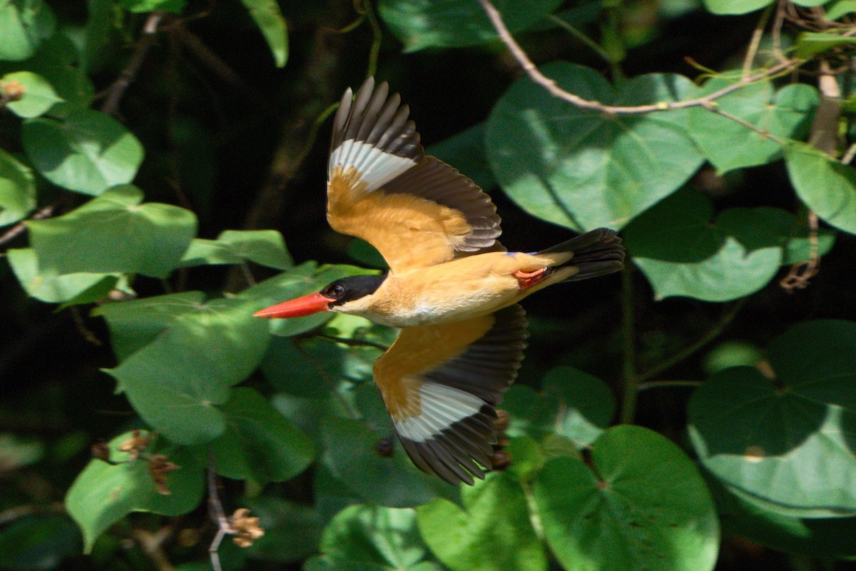 Black-capped Kingfisher - ML645710753
