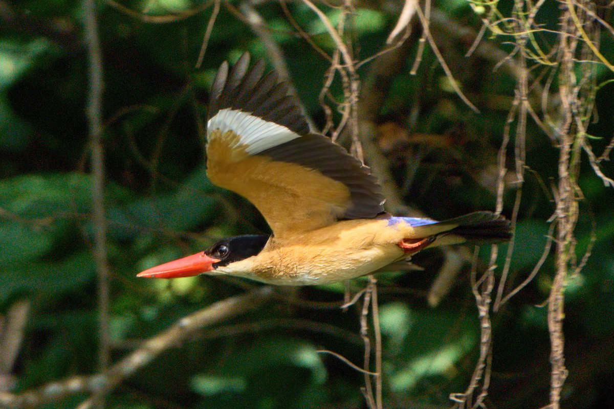 Black-capped Kingfisher - ML645710754