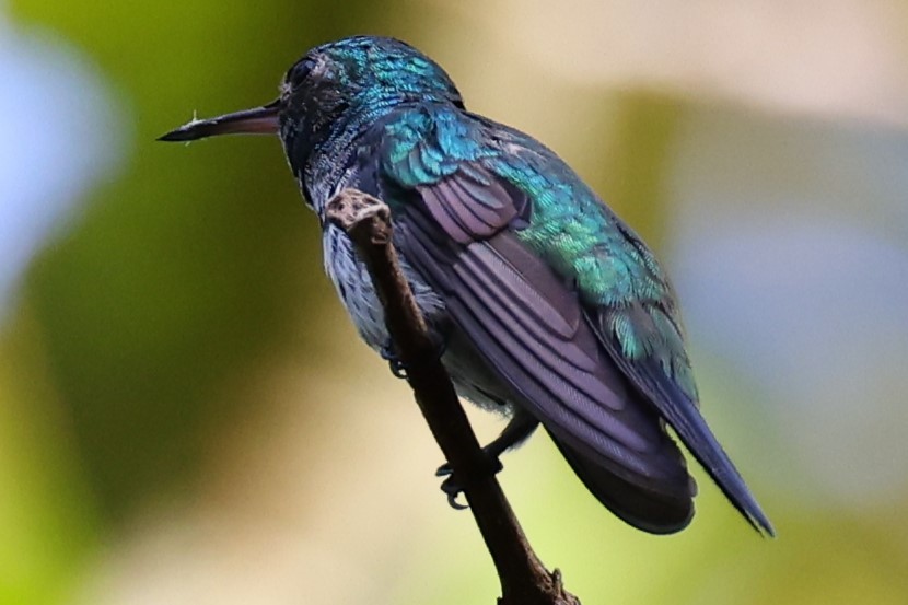 kolibřík fialovobřichý - ML645710762