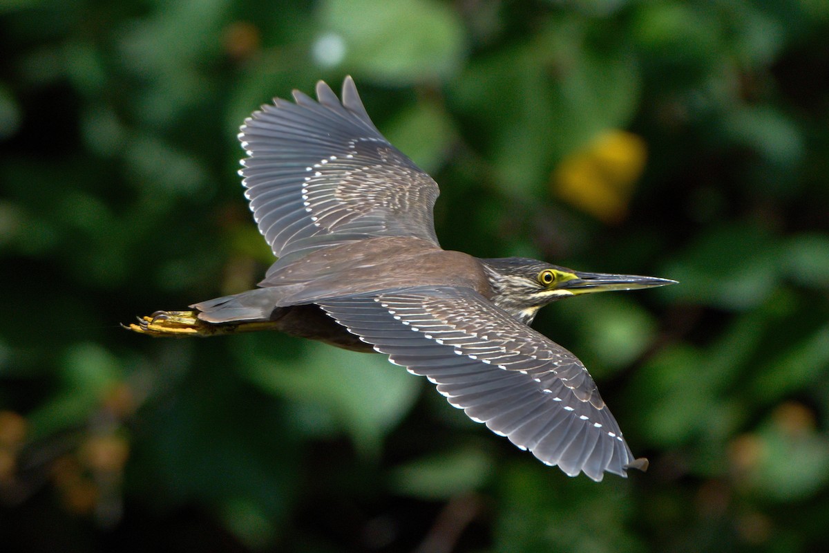 Little Heron - ML645710763
