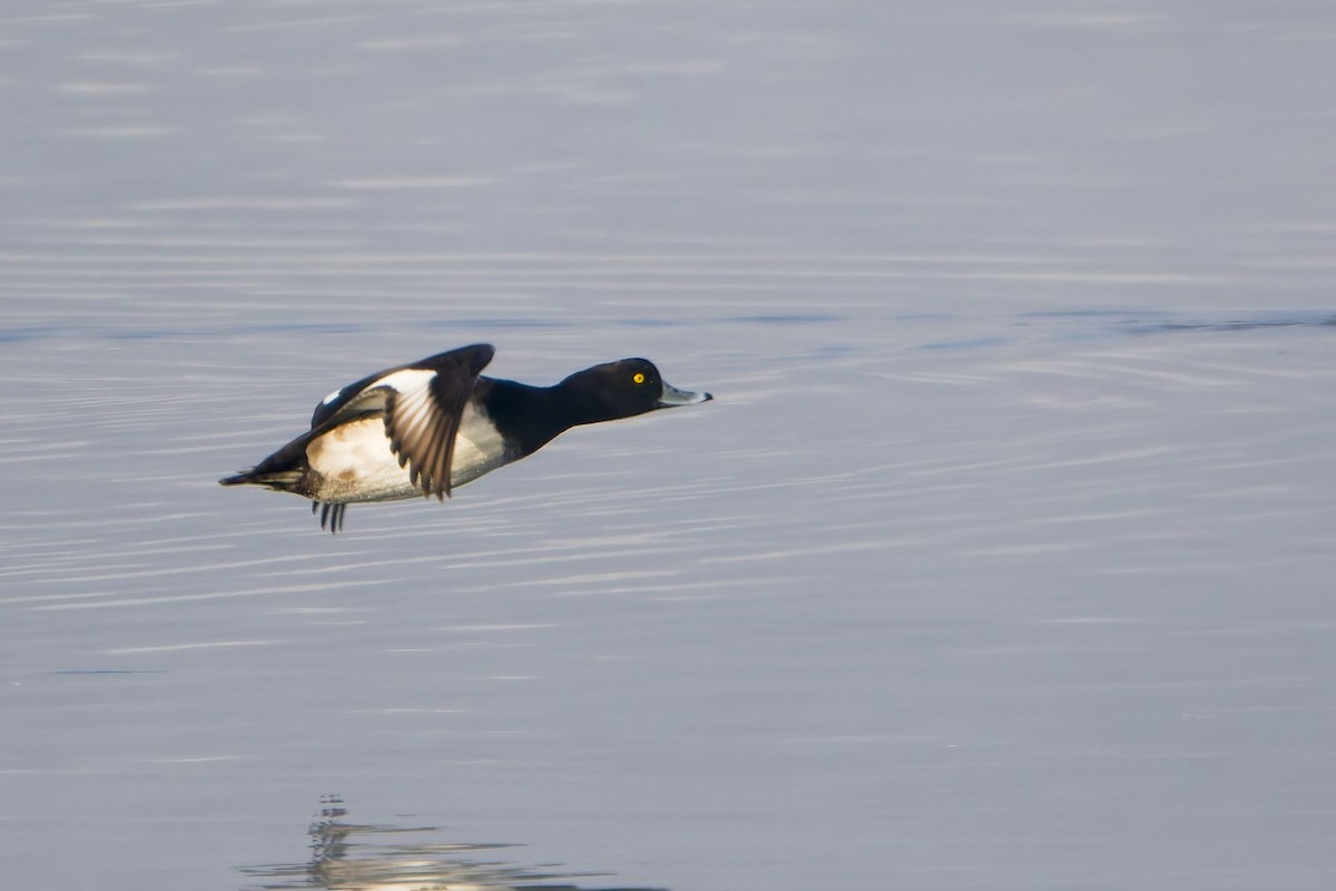 polák chocholačka - ML645710766