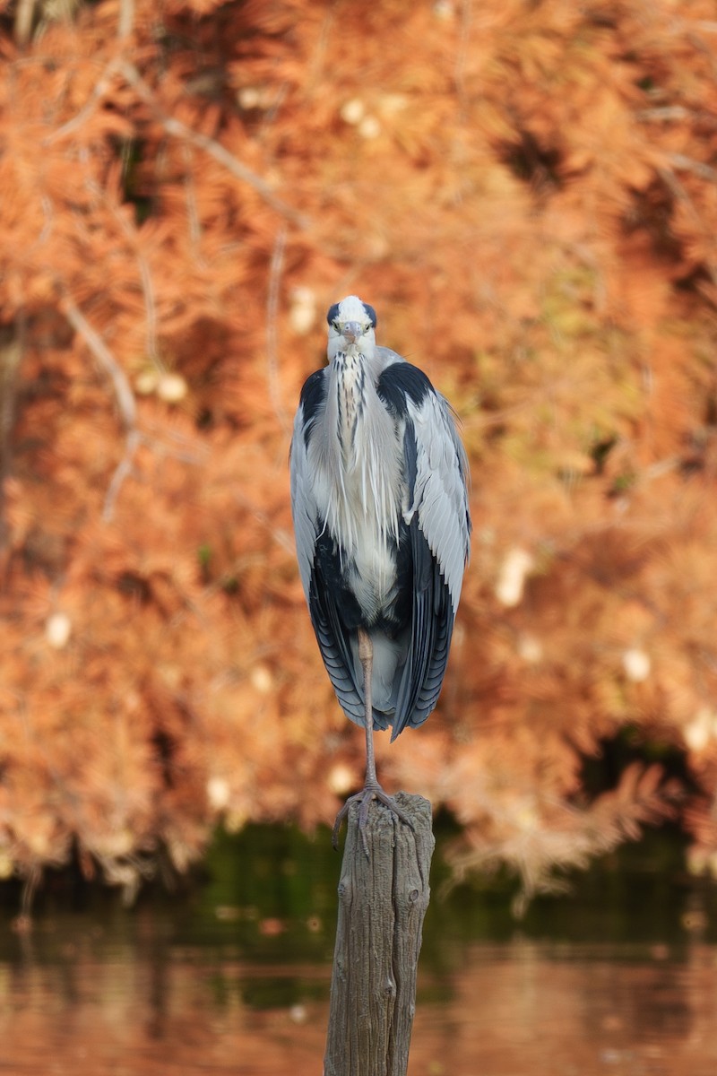 Gray Heron - ML645710768
