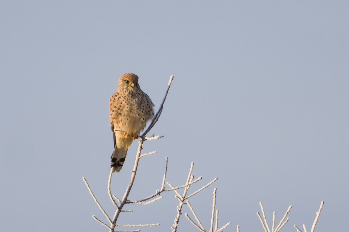 poštolka obecná - ML645710775