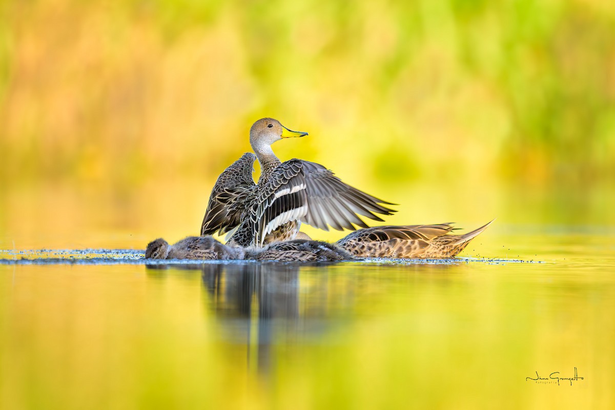 Yellow-billed Pintail - ML645710776