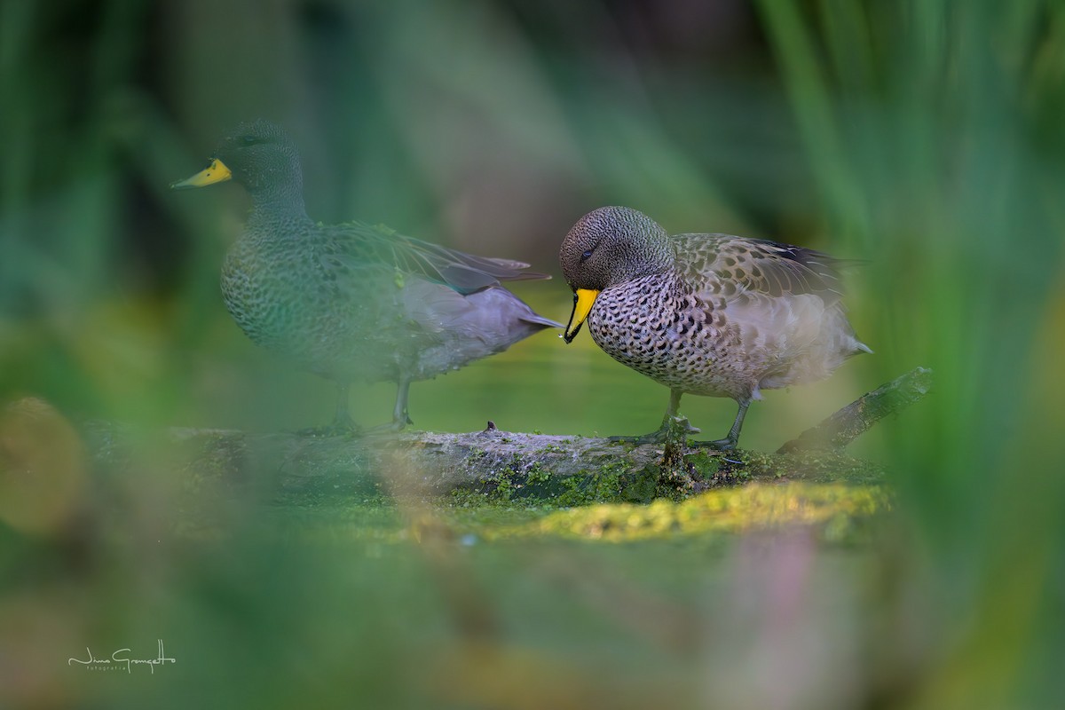 Yellow-billed Teal - ML645710777