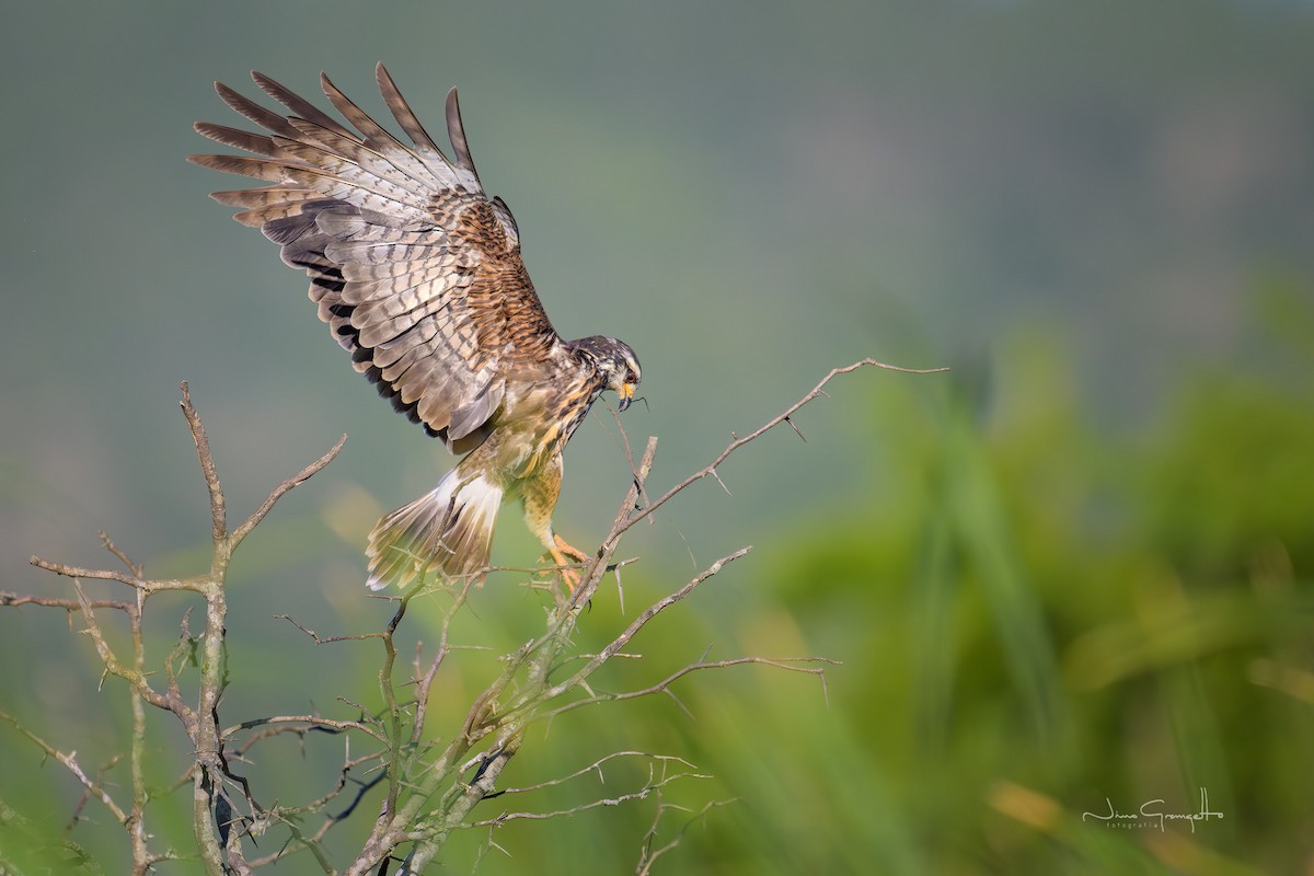 Snail Kite - ML645710785