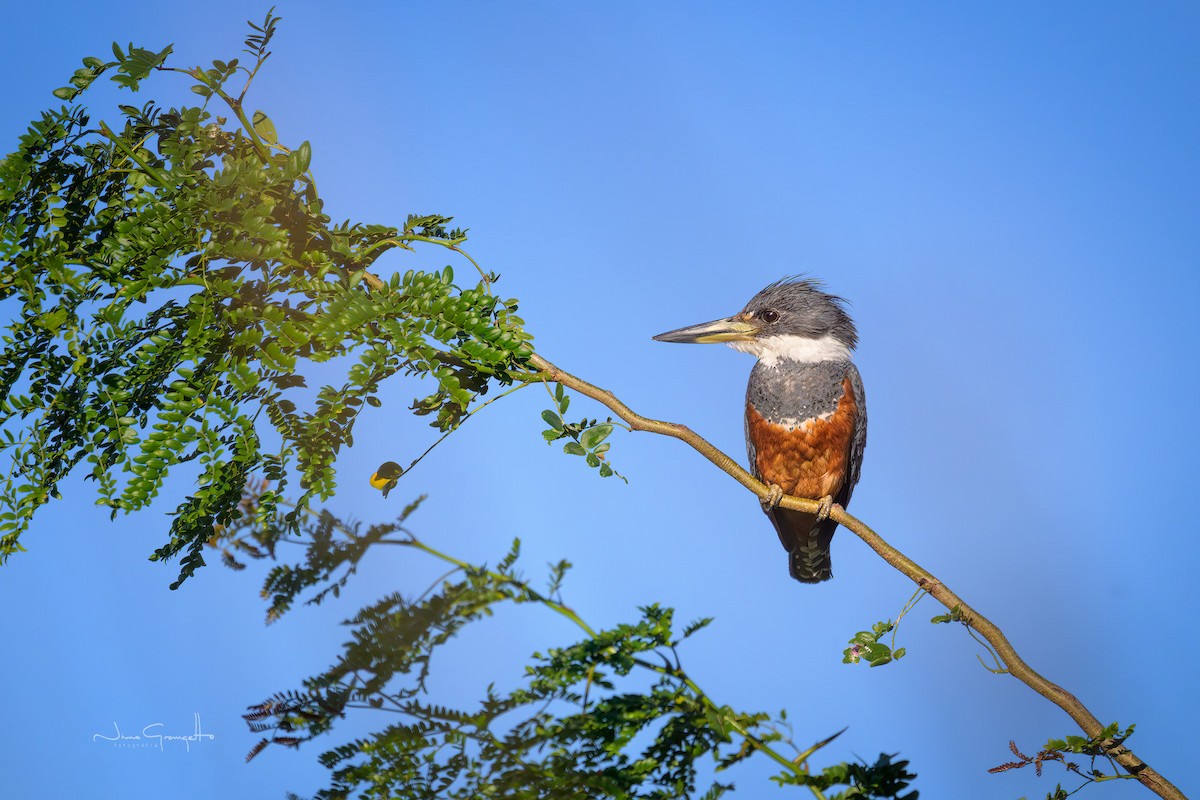Ringed Kingfisher - ML645710787