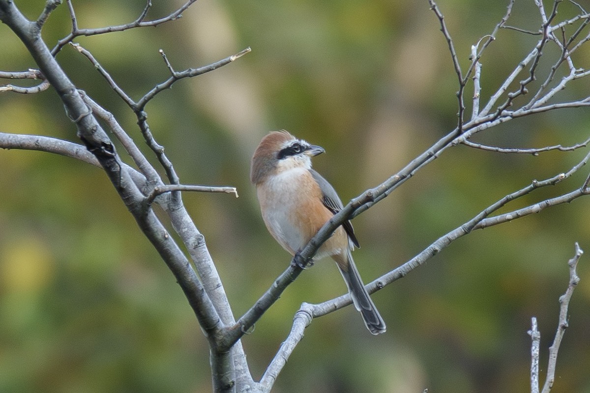 Bull-headed Shrike - ML645710788