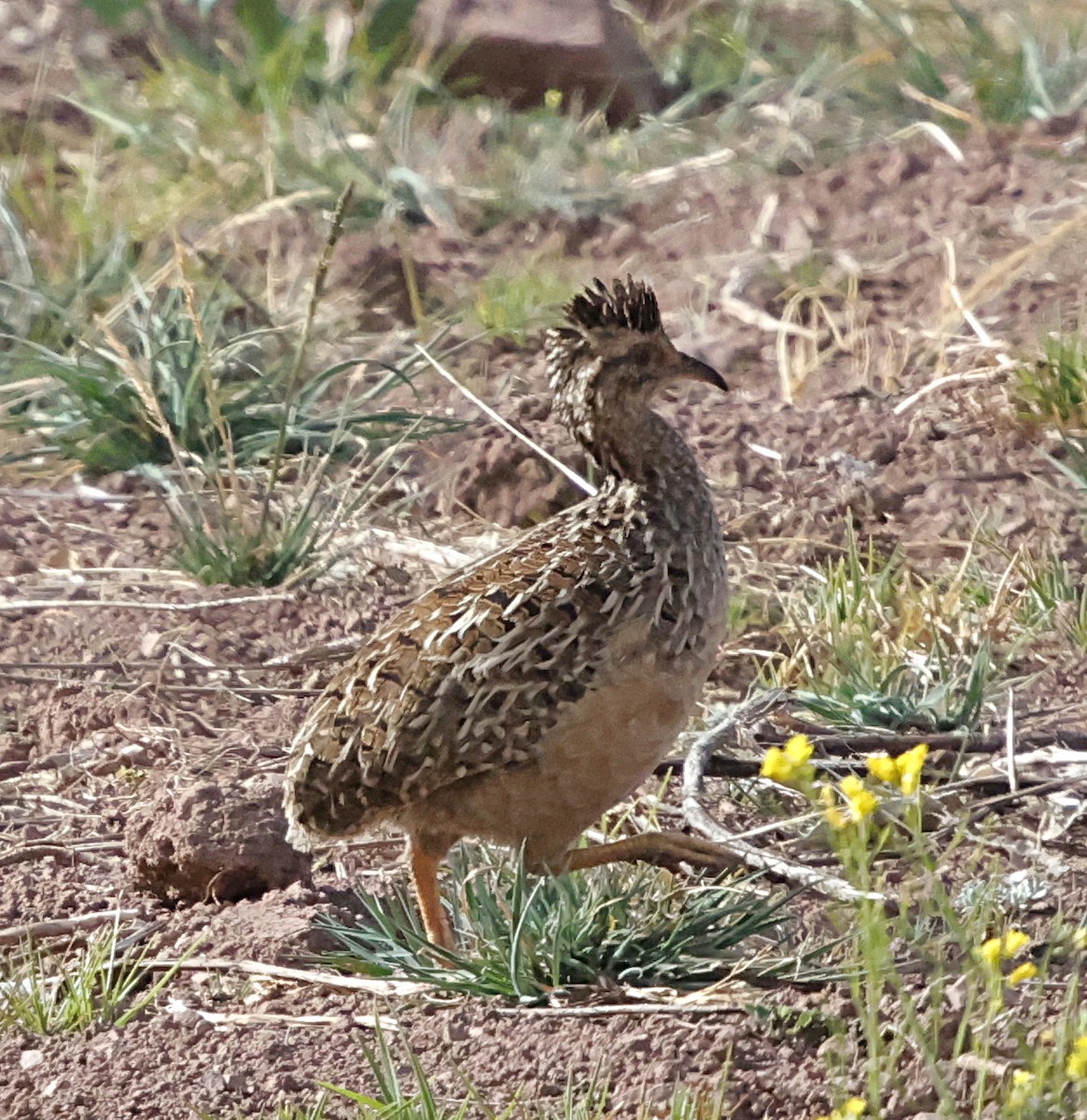 Інамбу андський - ML645710793