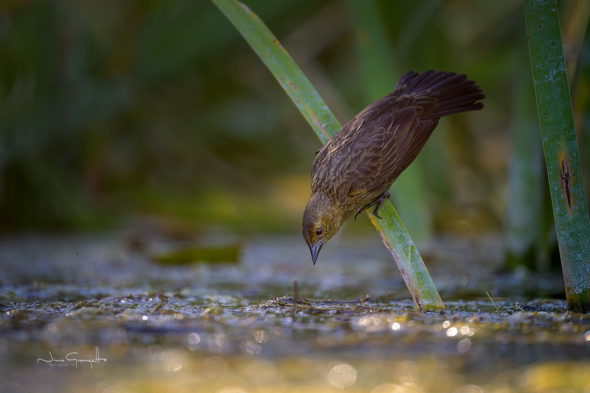 Chestnut-capped Blackbird - ML645710797