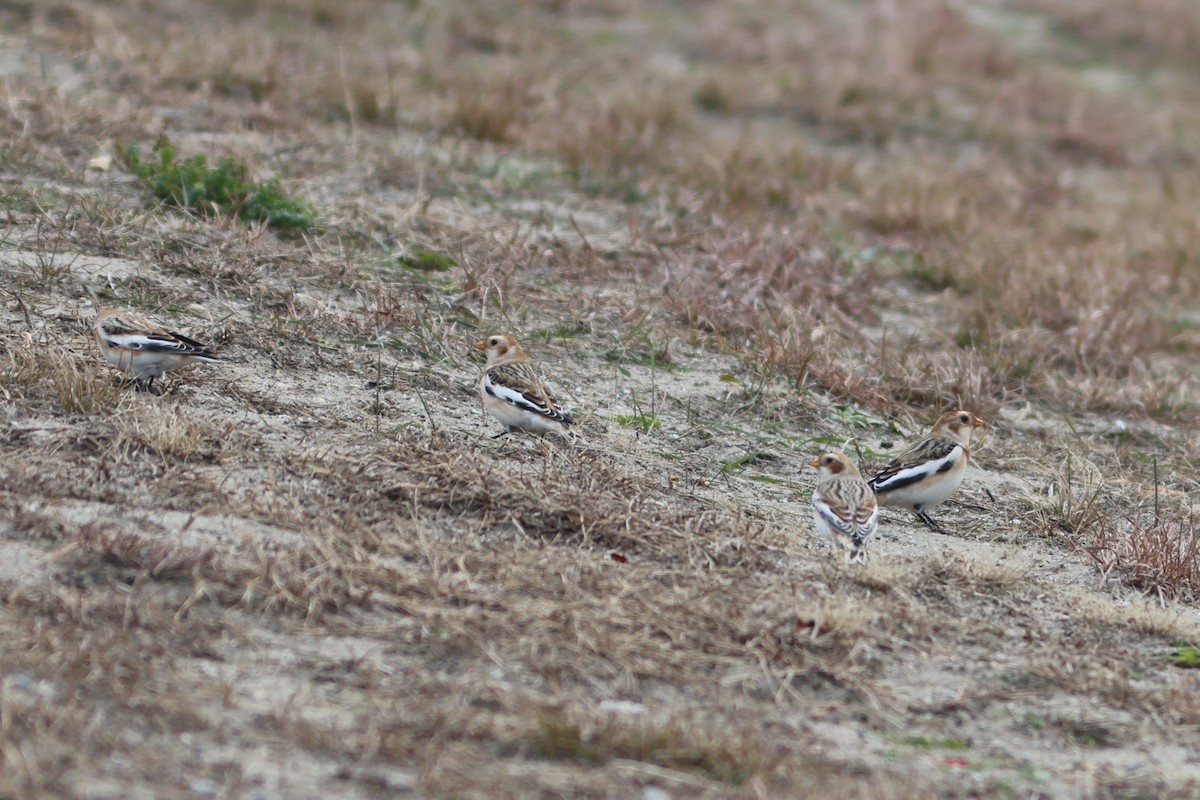 Zigolo delle nevi - ML645710809