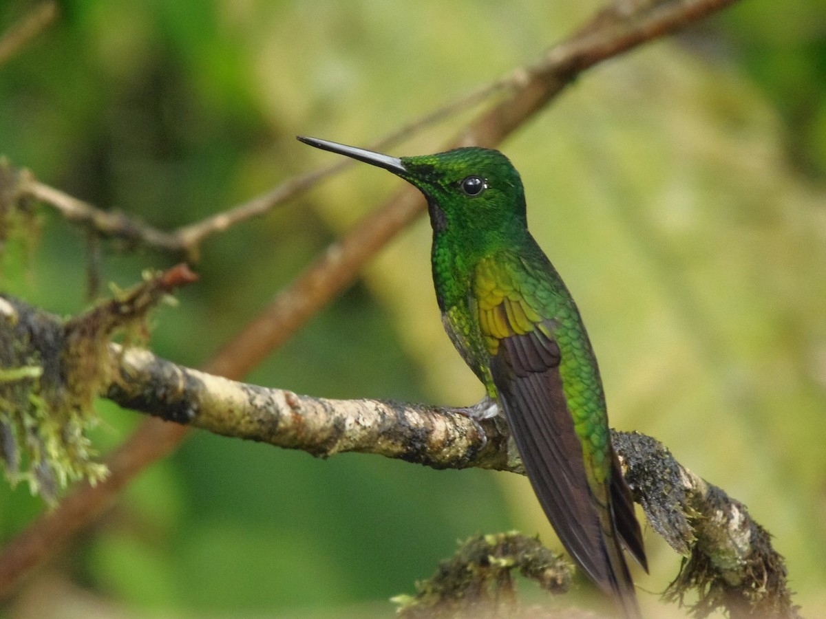 Empress Brilliant - ML645710855