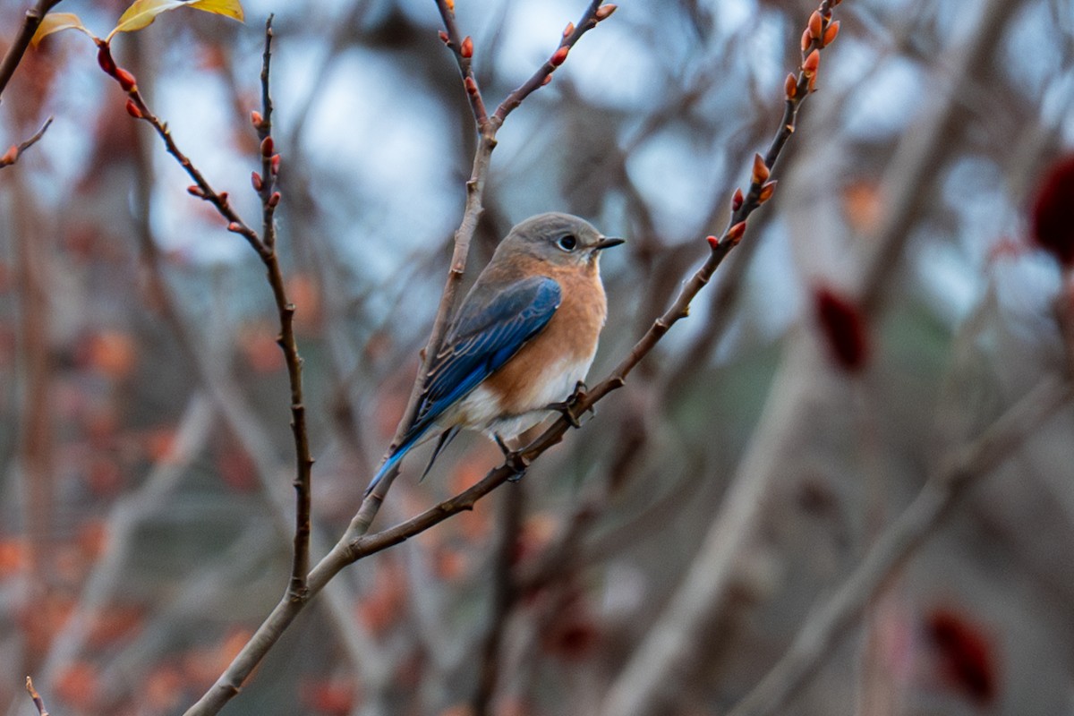 Eastern Bluebird - ML645710862