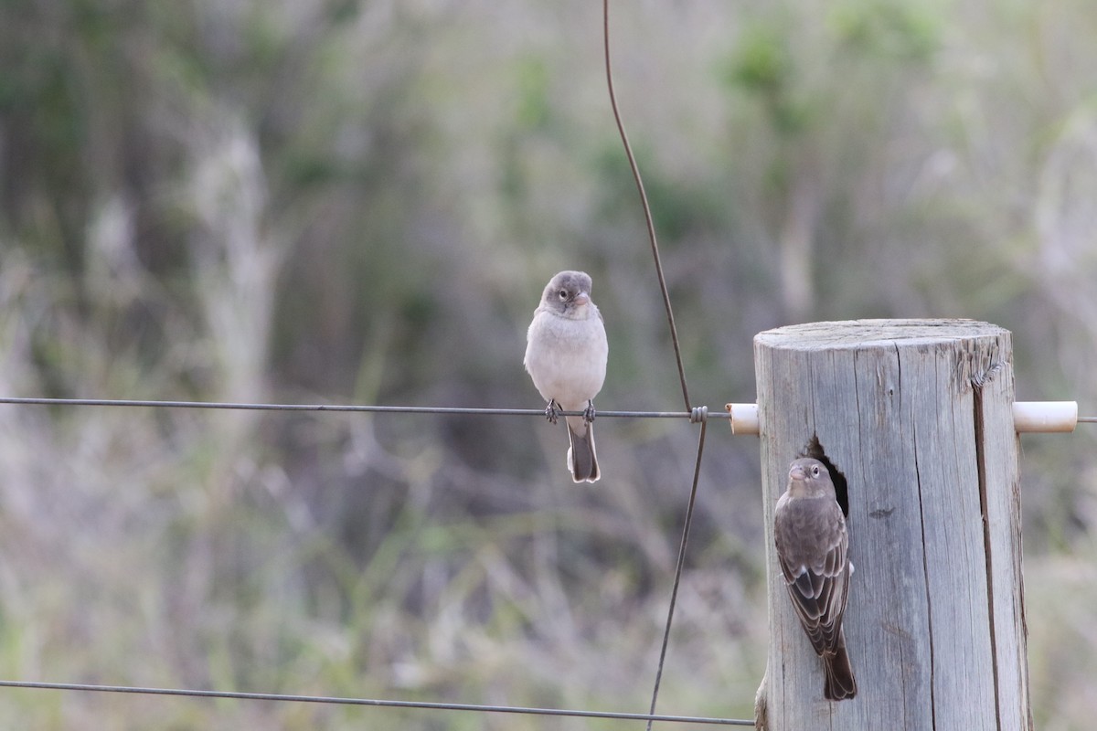 Yellow-spotted Bush Sparrow - ML645710867