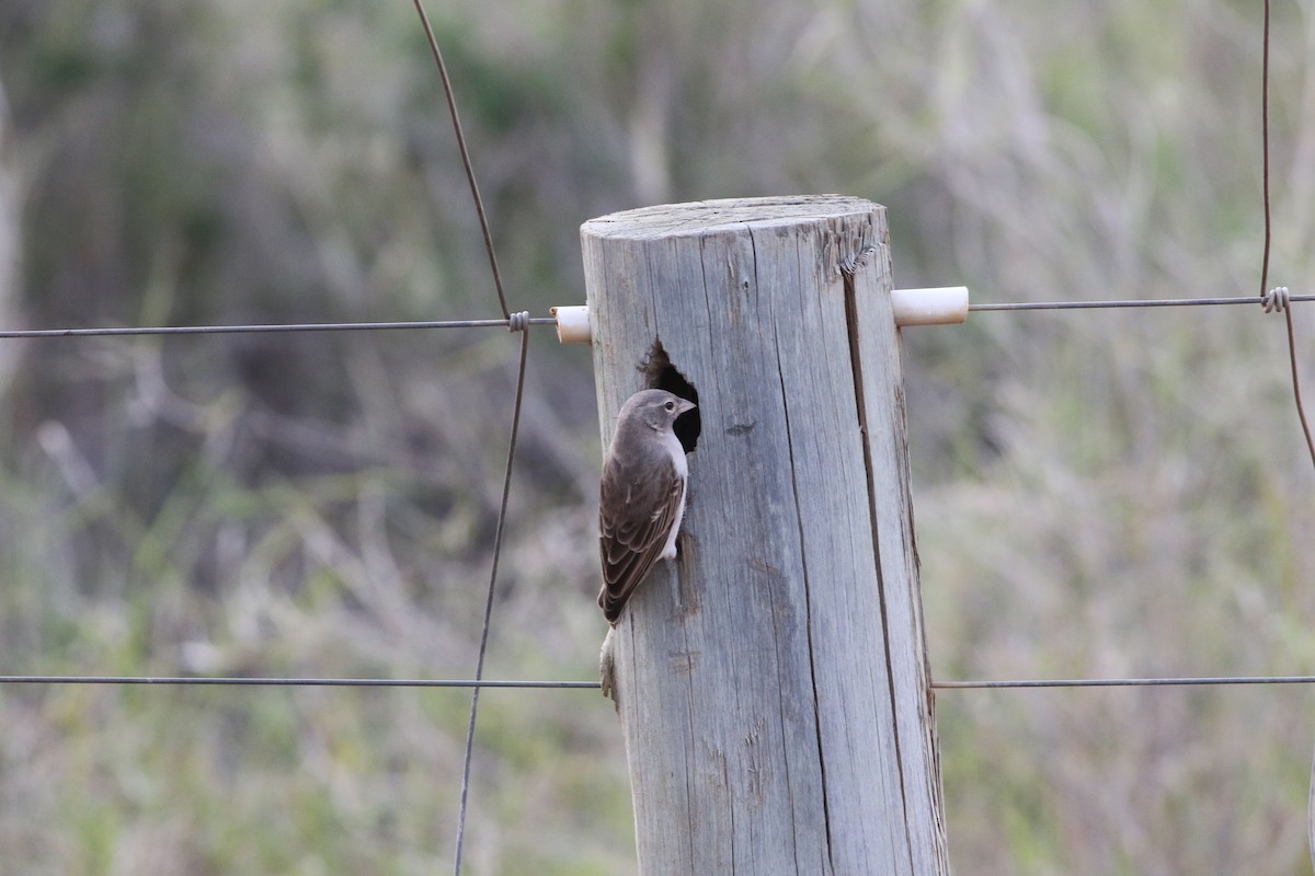 Yellow-spotted Bush Sparrow - ML645710868