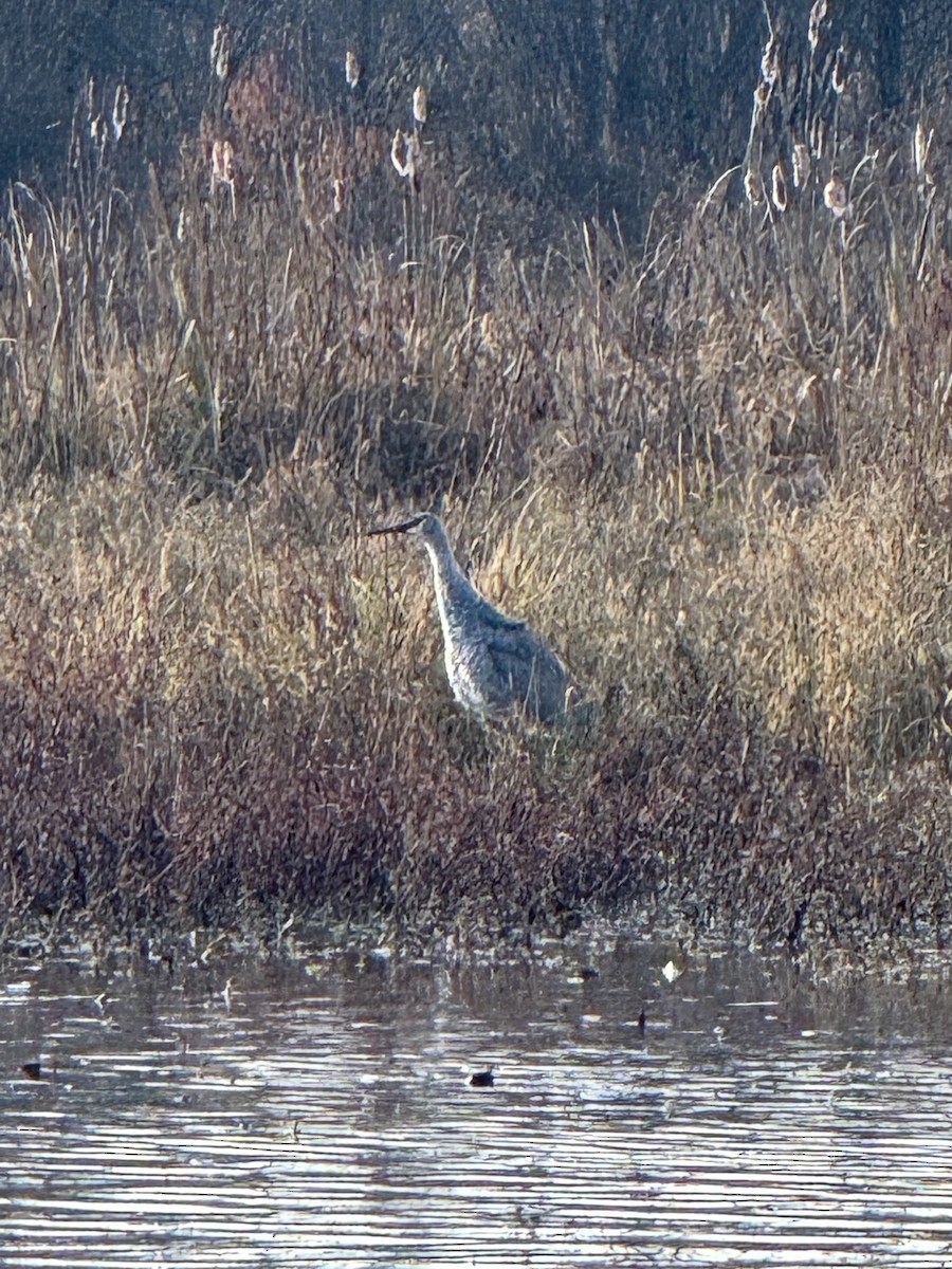 Sandhill Crane - ML645710880