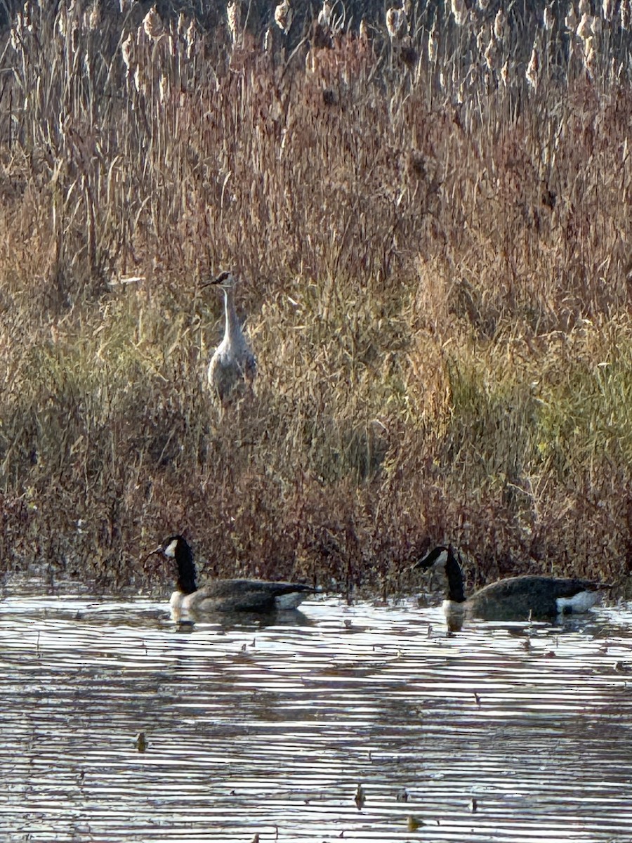 Sandhill Crane - ML645710881