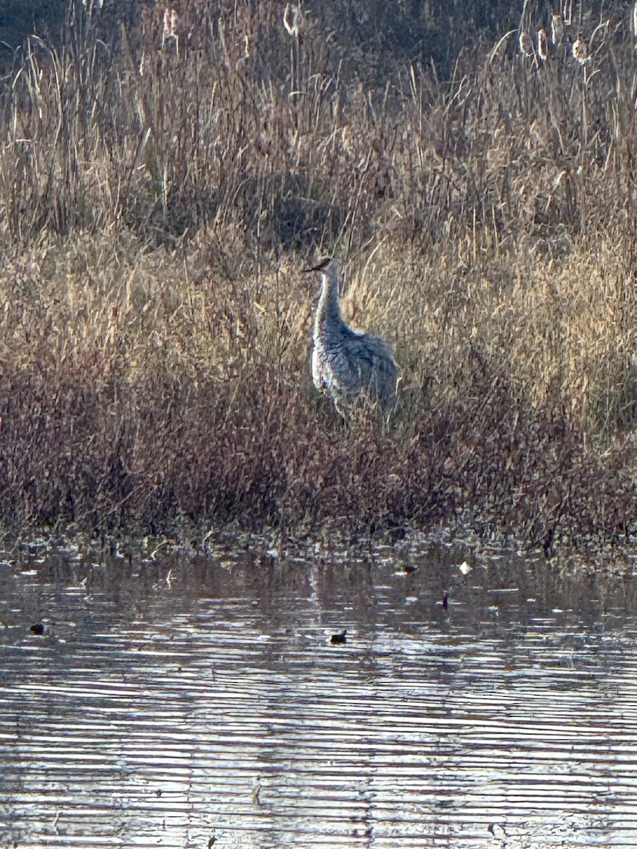 Sandhill Crane - ML645710882
