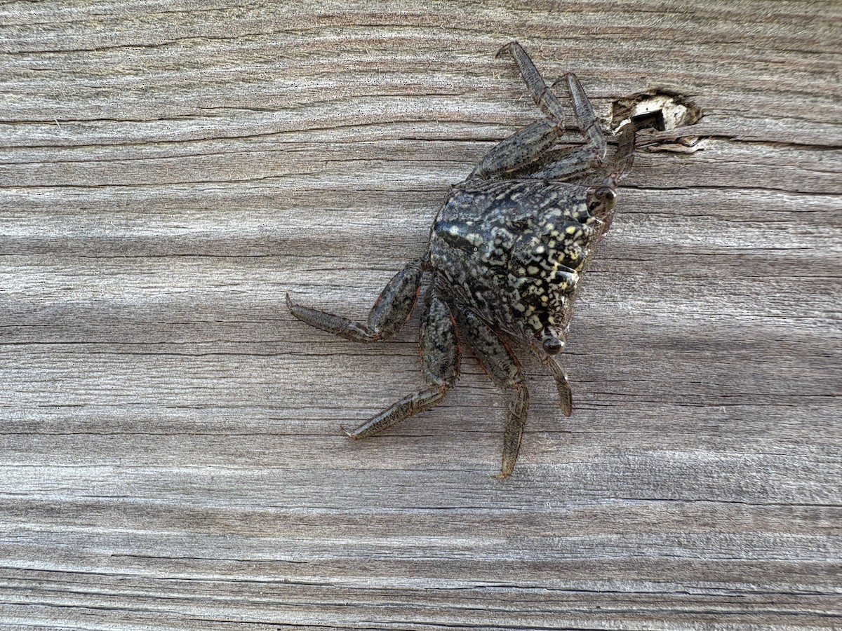 Mangrove Tree Crab - ML645710883