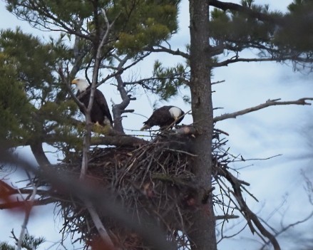 Bald Eagle - ML645710896