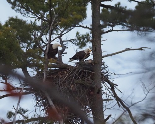 Bald Eagle - ML645710898